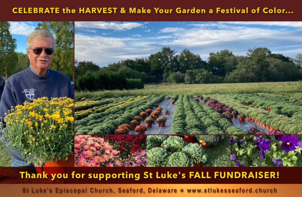 St Luke's Fall Flower Fundraiser; Mums, Pansies, Decorative Kale